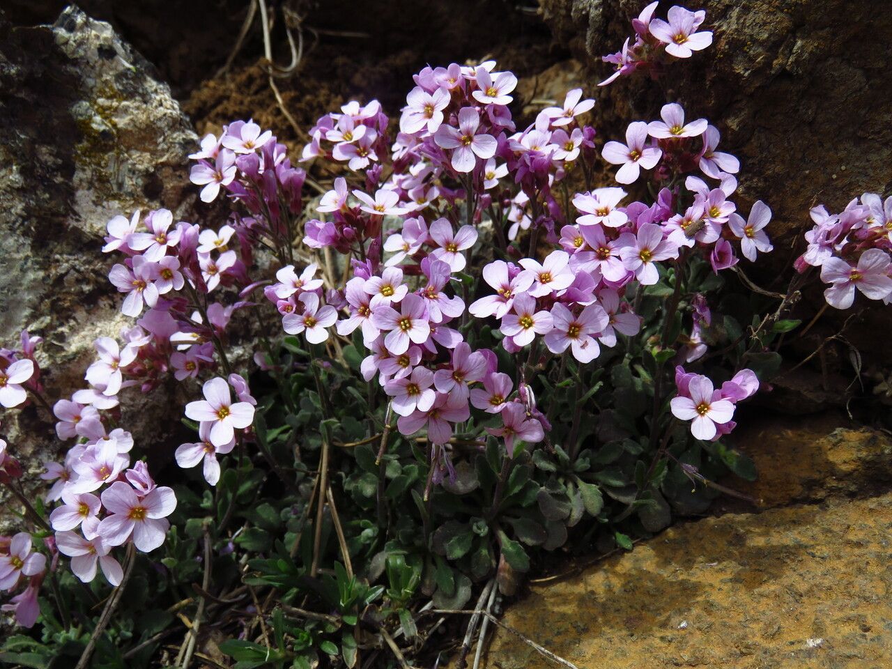 Arabis cypria — search result for 'Cyprus'