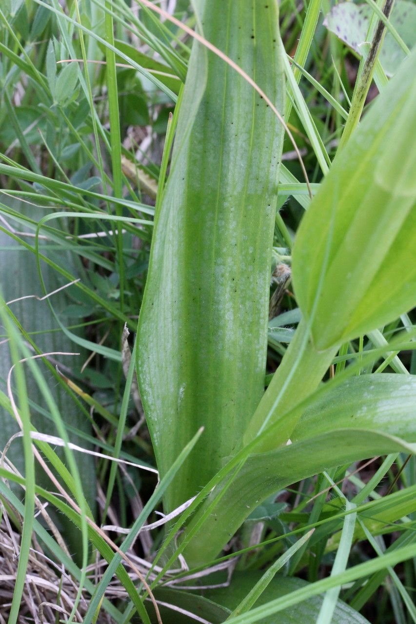 Dactylorhiza occitanica leaf