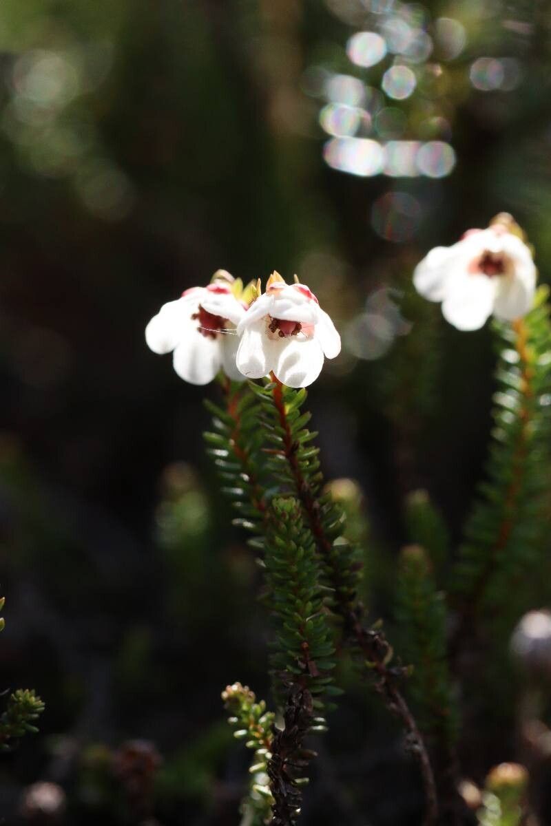 Harrimanella stelleriana flower