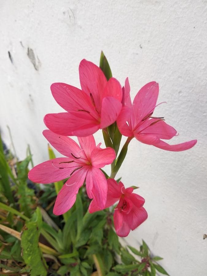 Gladiolus liliaceus — search result for 'Gladiolus'