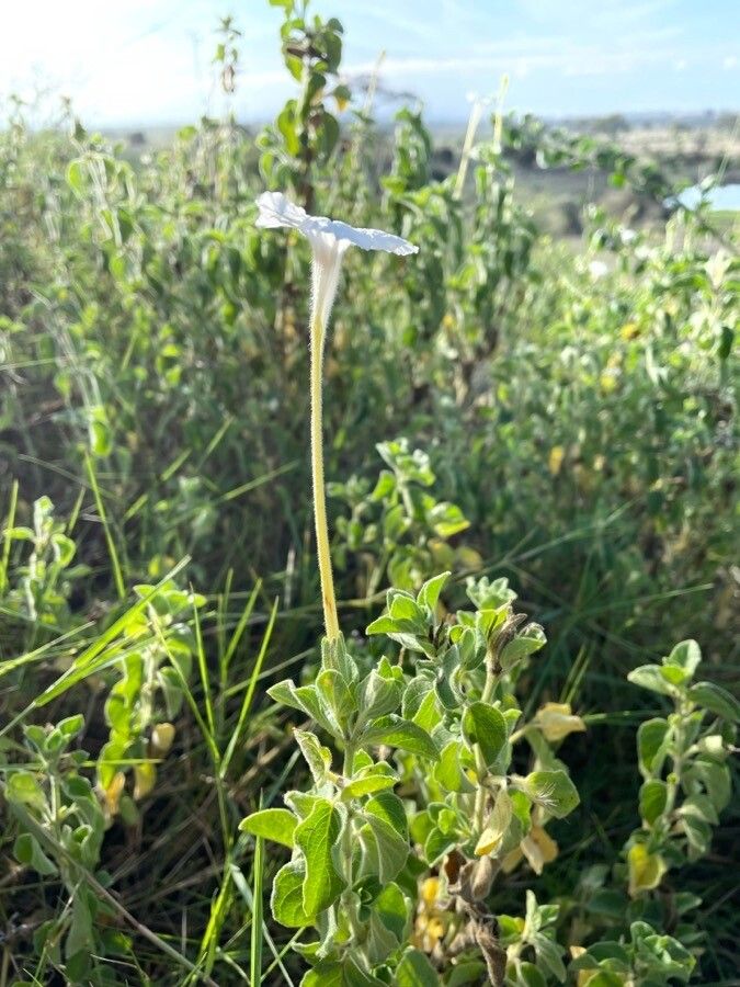Ruellia bignoniiflora flower