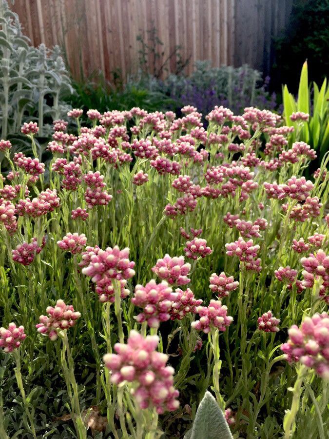 Antennaria rosea habit