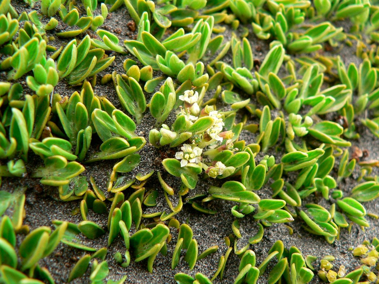 Azorella aretioides flower