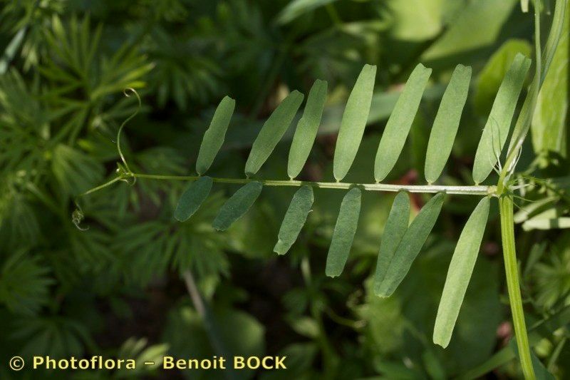 Vicia articulata — houseplant care guide