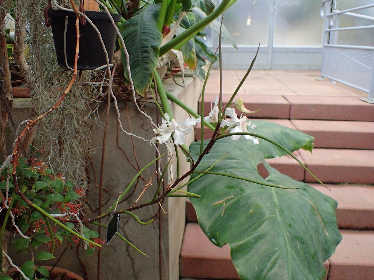 Papilionanthe vandarum habit