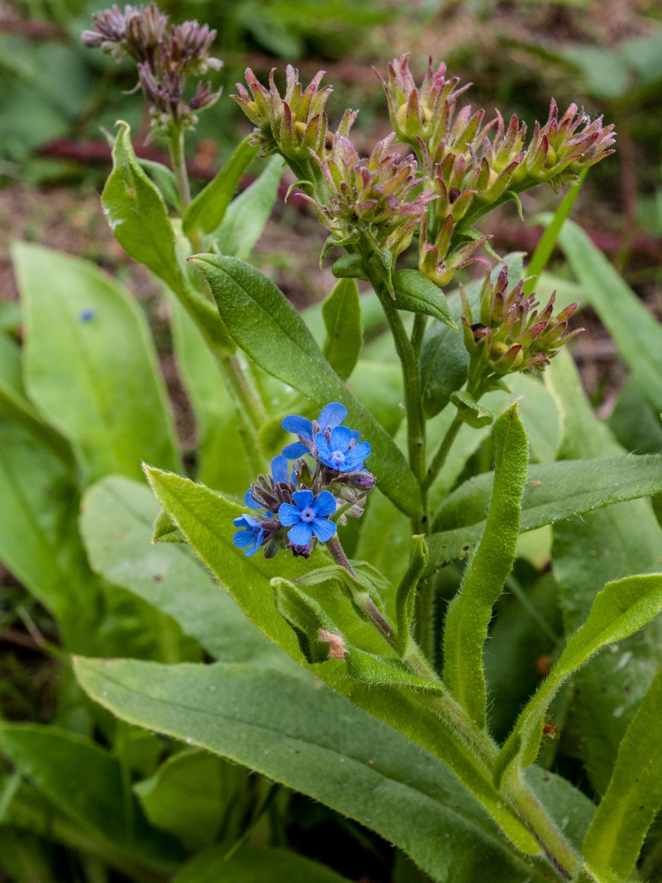 Cynoglottis barrelieri leaf