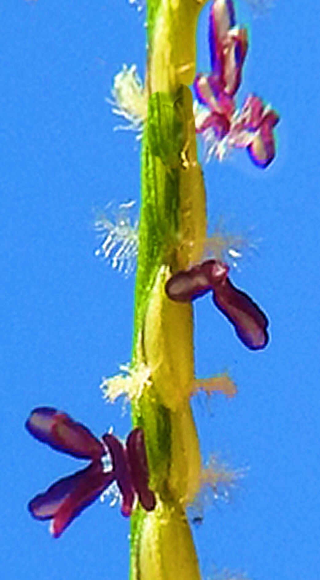 Axonopus purpusii — houseplant care guide