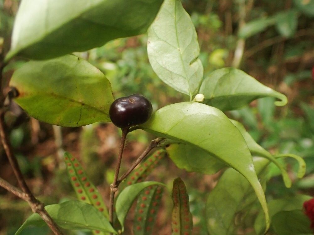 Coffea lebruniana — search result for 'Coffea'