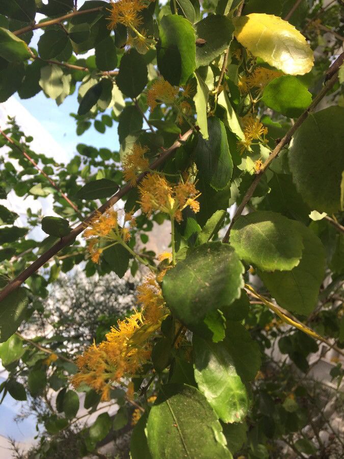 Azara serrata flower