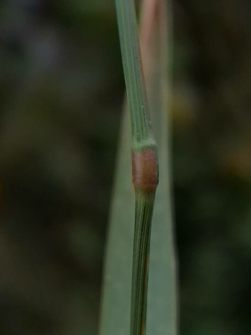 Achnatherum bromoides bark