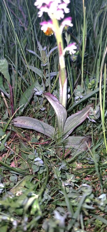 Neotinea ustulata leaf