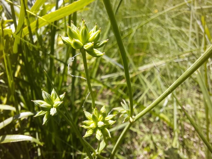 Thalictrum tuberosum fruit