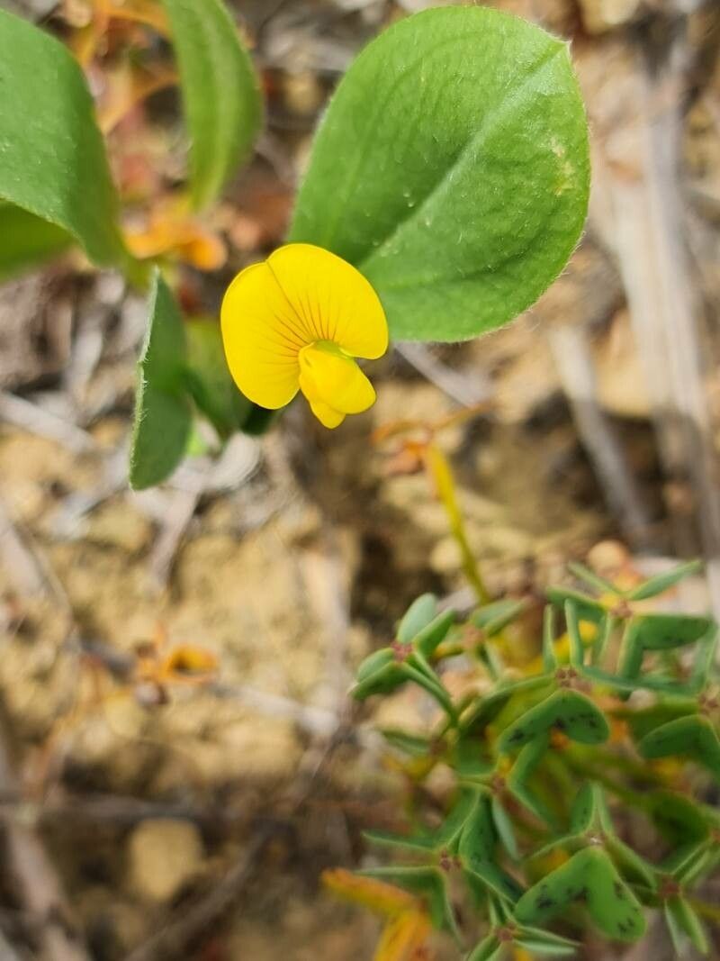 Coronilla repanda flower