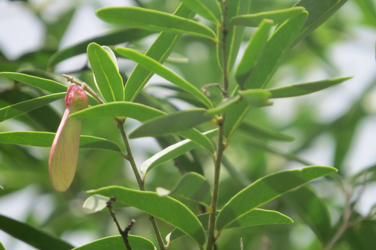 Securidaca longipedunculata — houseplant care guide