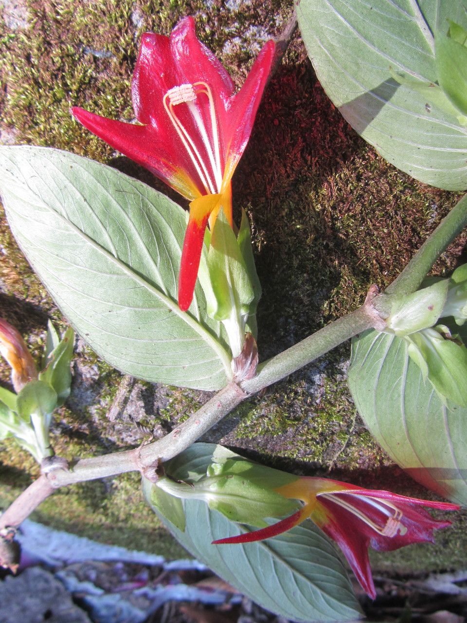 Columnea nicaraguensis flower