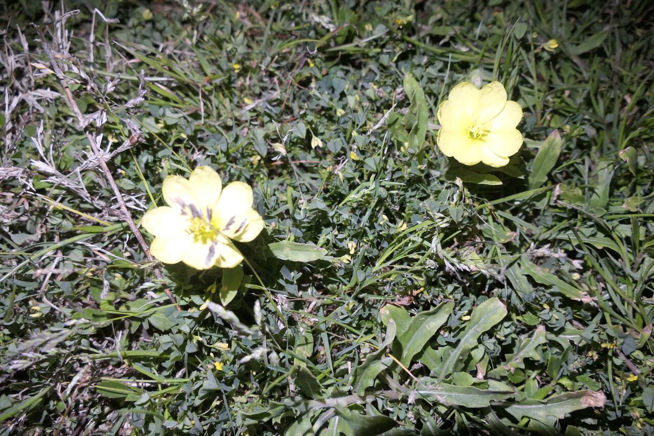 Oenothera drummondii habit