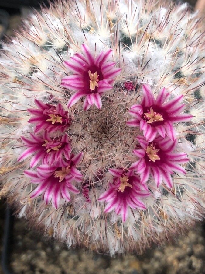 Mammillaria tayloriorum flower