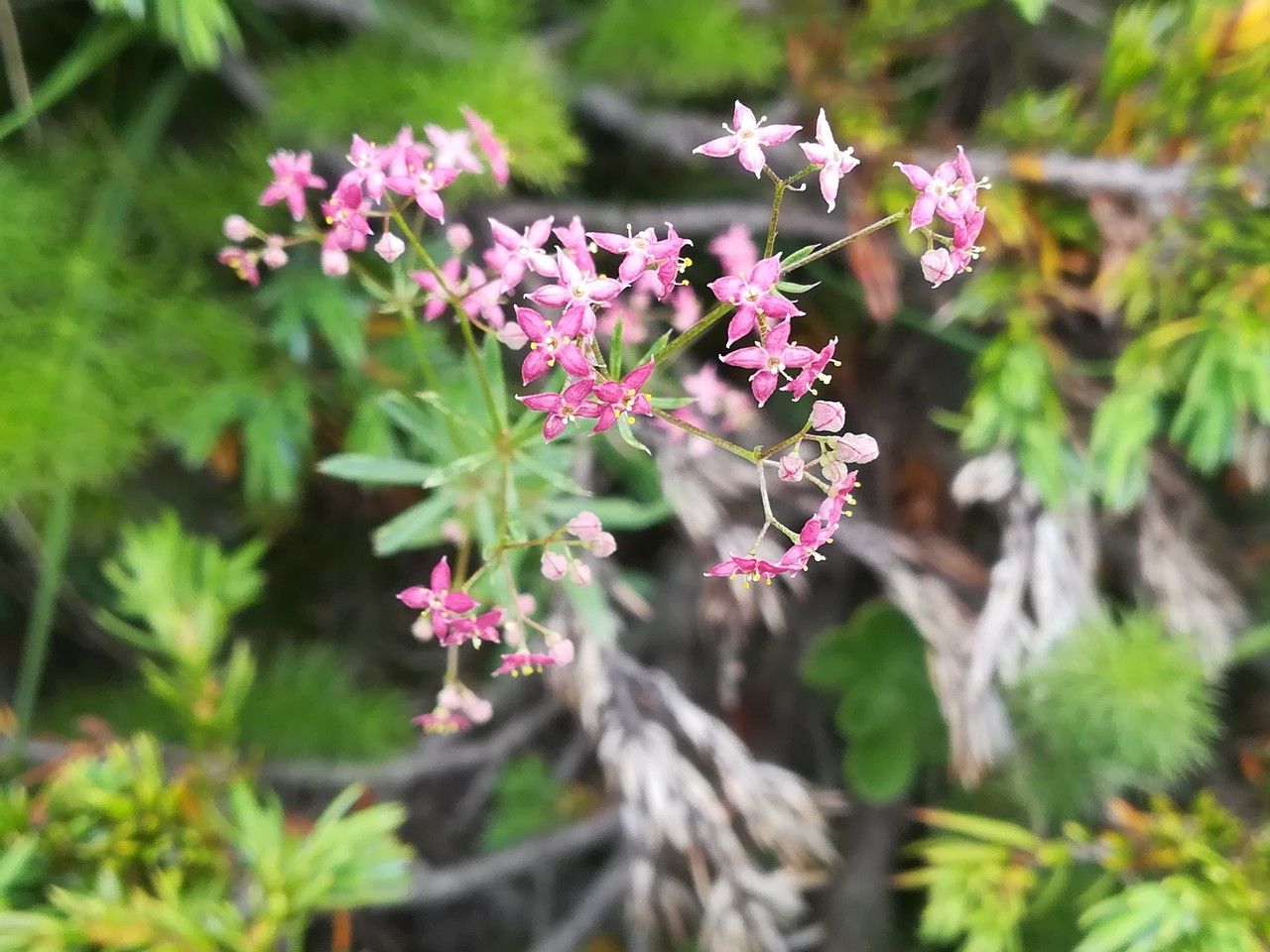 Galium rubrum flower