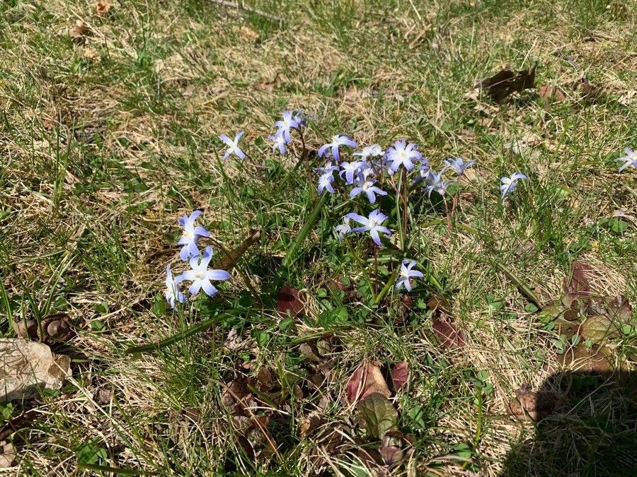 Chionodoxa luciliae leaf