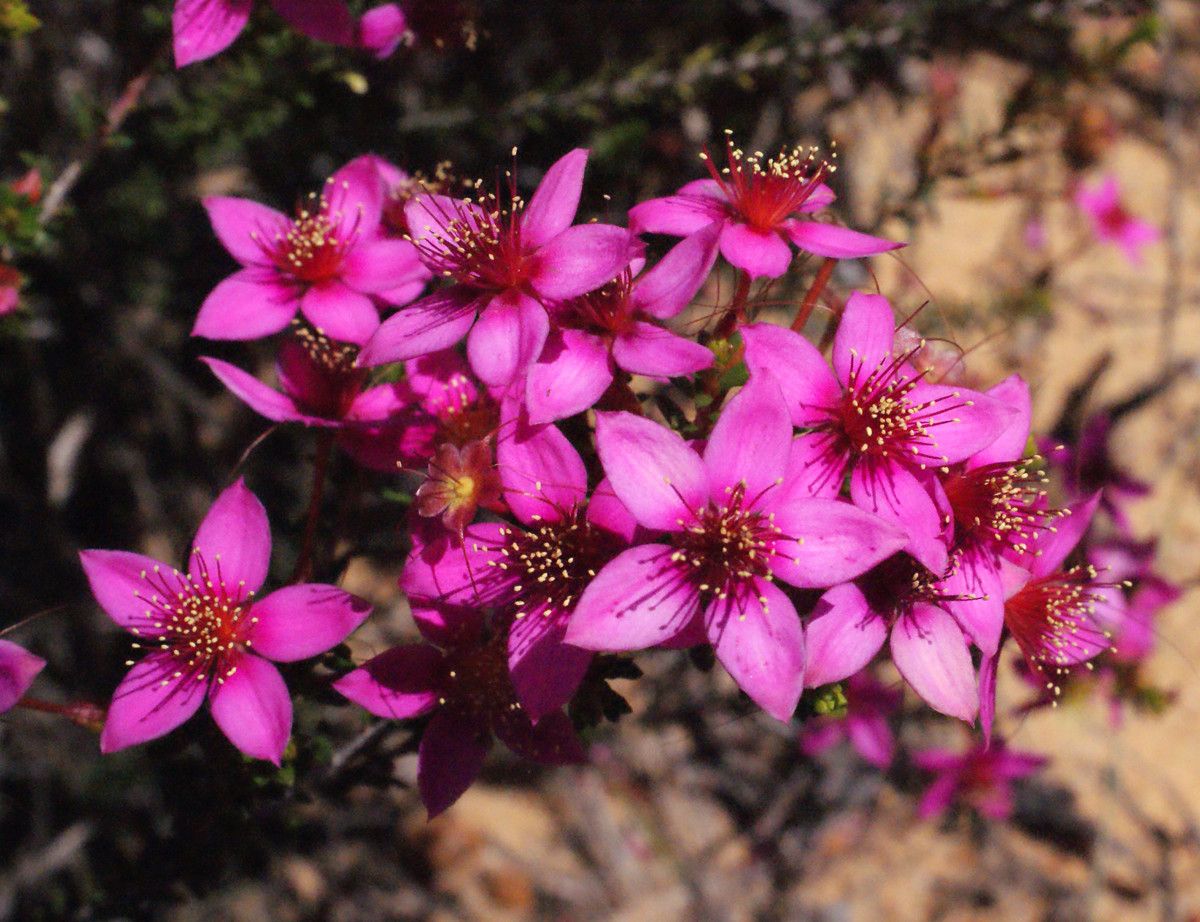 Calytrix oldfieldii flower