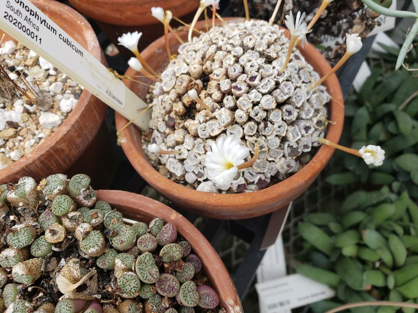 Conophytum cubicum flower