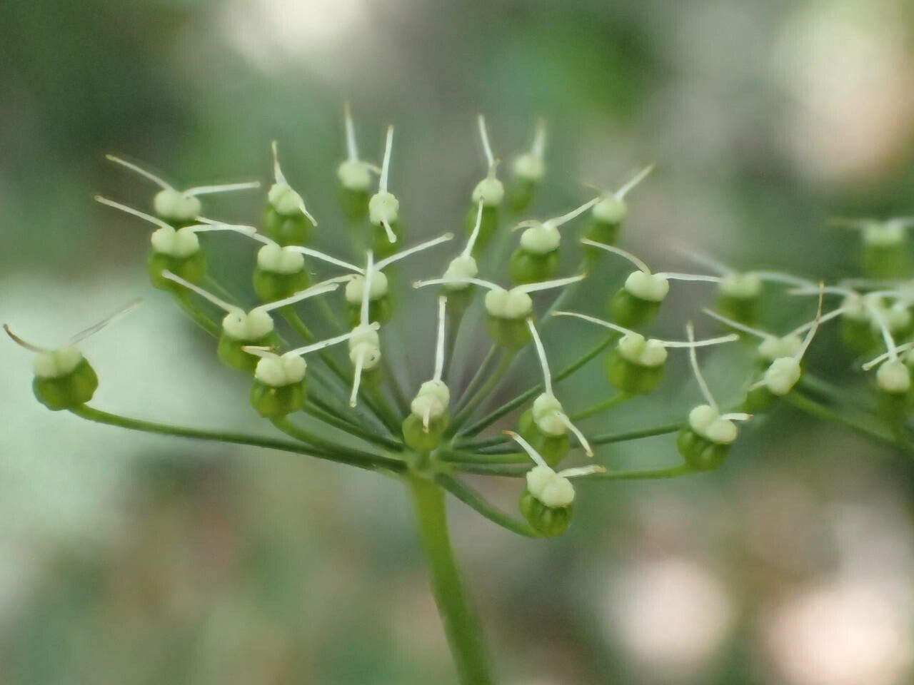 Pimpinella major fruit