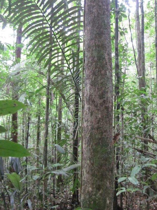 Andira coriacea habit