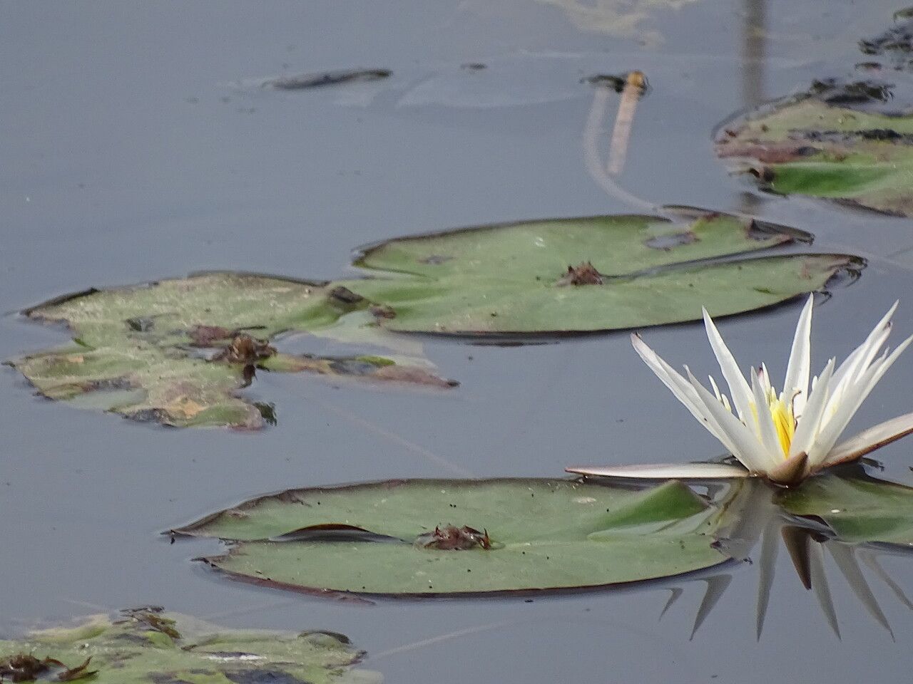 Nymphaea micrantha — search result for 'Nymphaea'