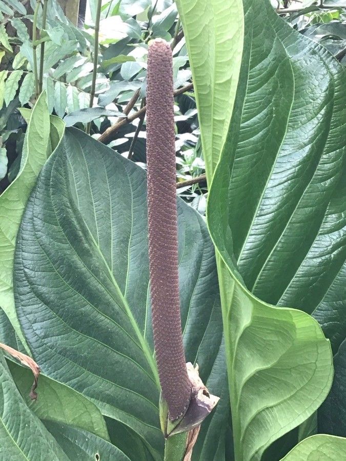 Anthurium bonplandii flower