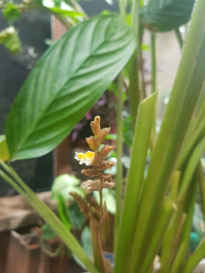 Maranta arundinacea flower