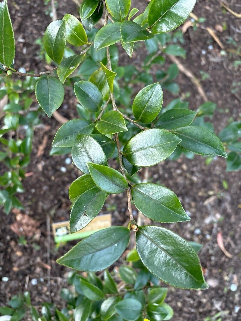 Camellia brevistyla