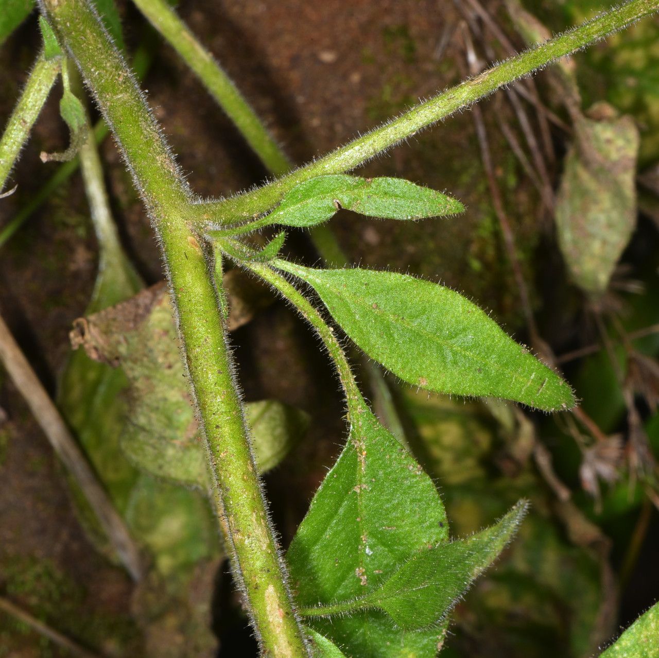 Nicotiana acuminata leaf