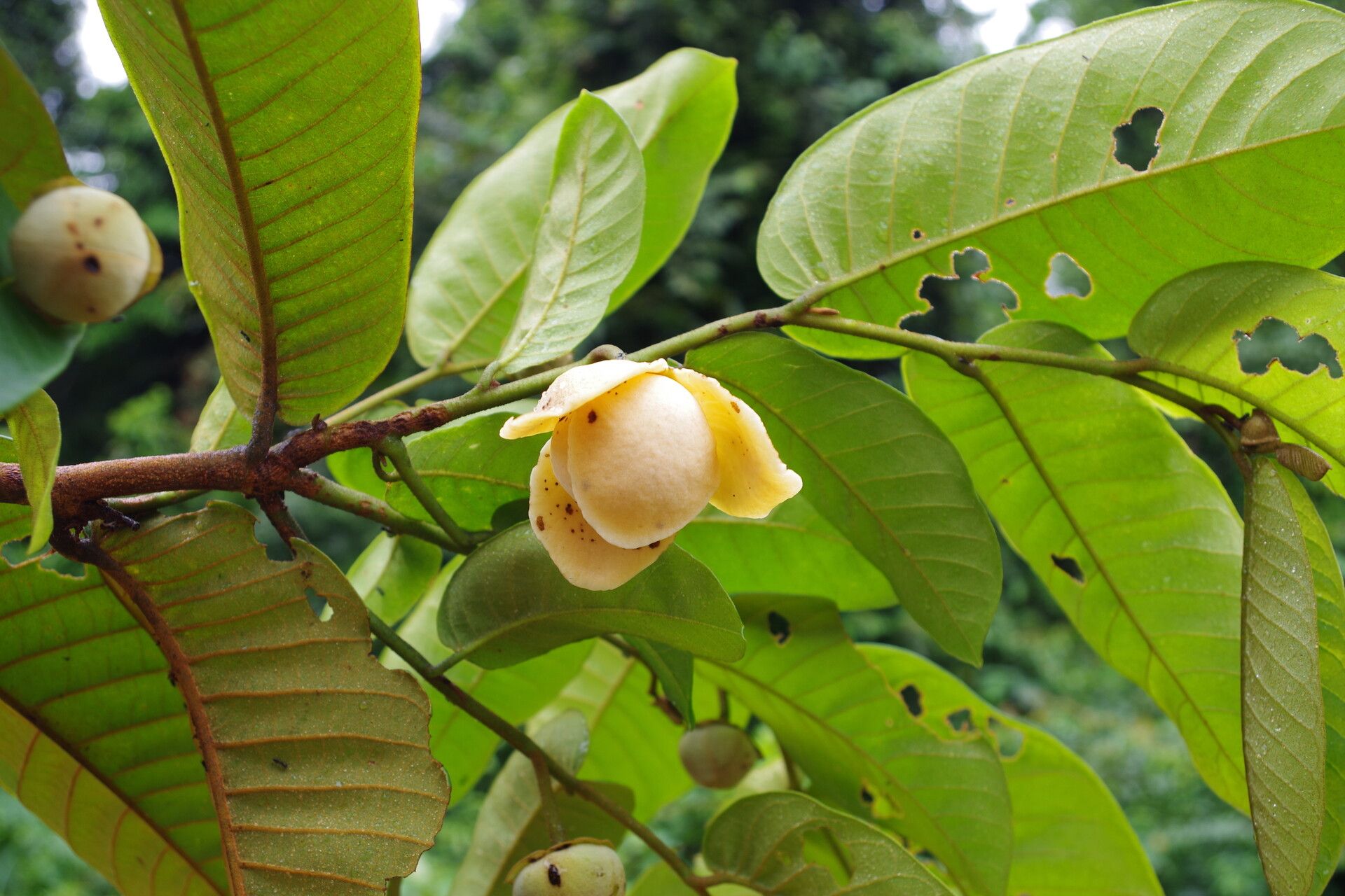 Uvaria klainei flower