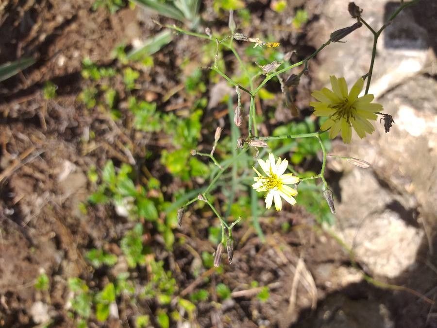 Launaea cornuta habit