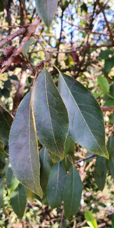 Ehretia acuminata leaf