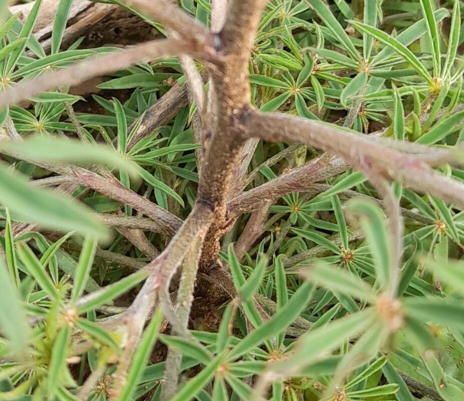 Lupinus albescens bark