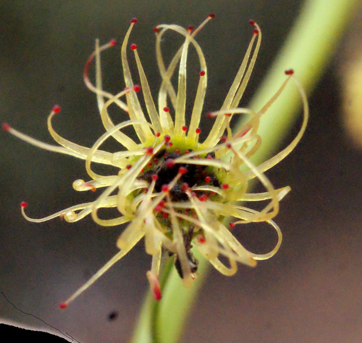 Drosera pallida leaf