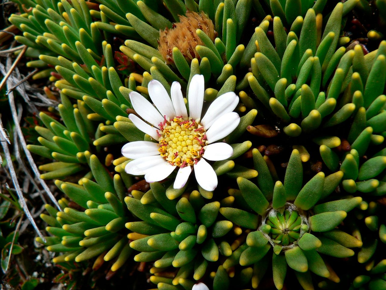 Xenophyllum rigidum flower
