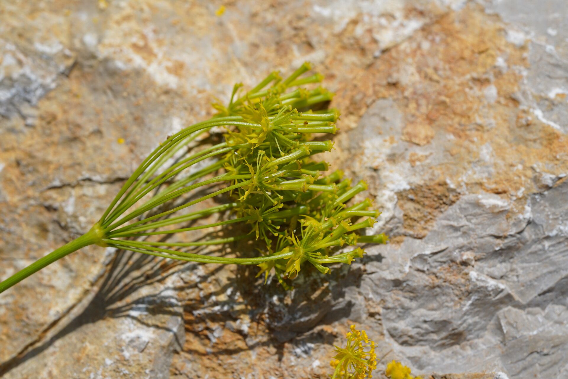 Chaerophyllum coloratum fruit
