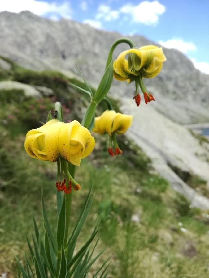 Lilium pyrenaicum flower