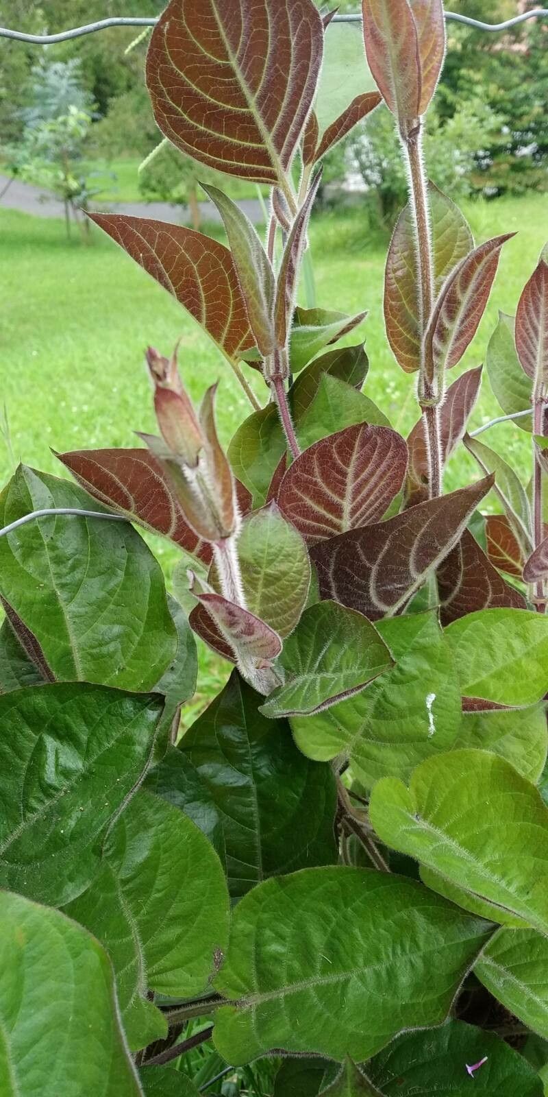 Paederia lanuginosa leaf