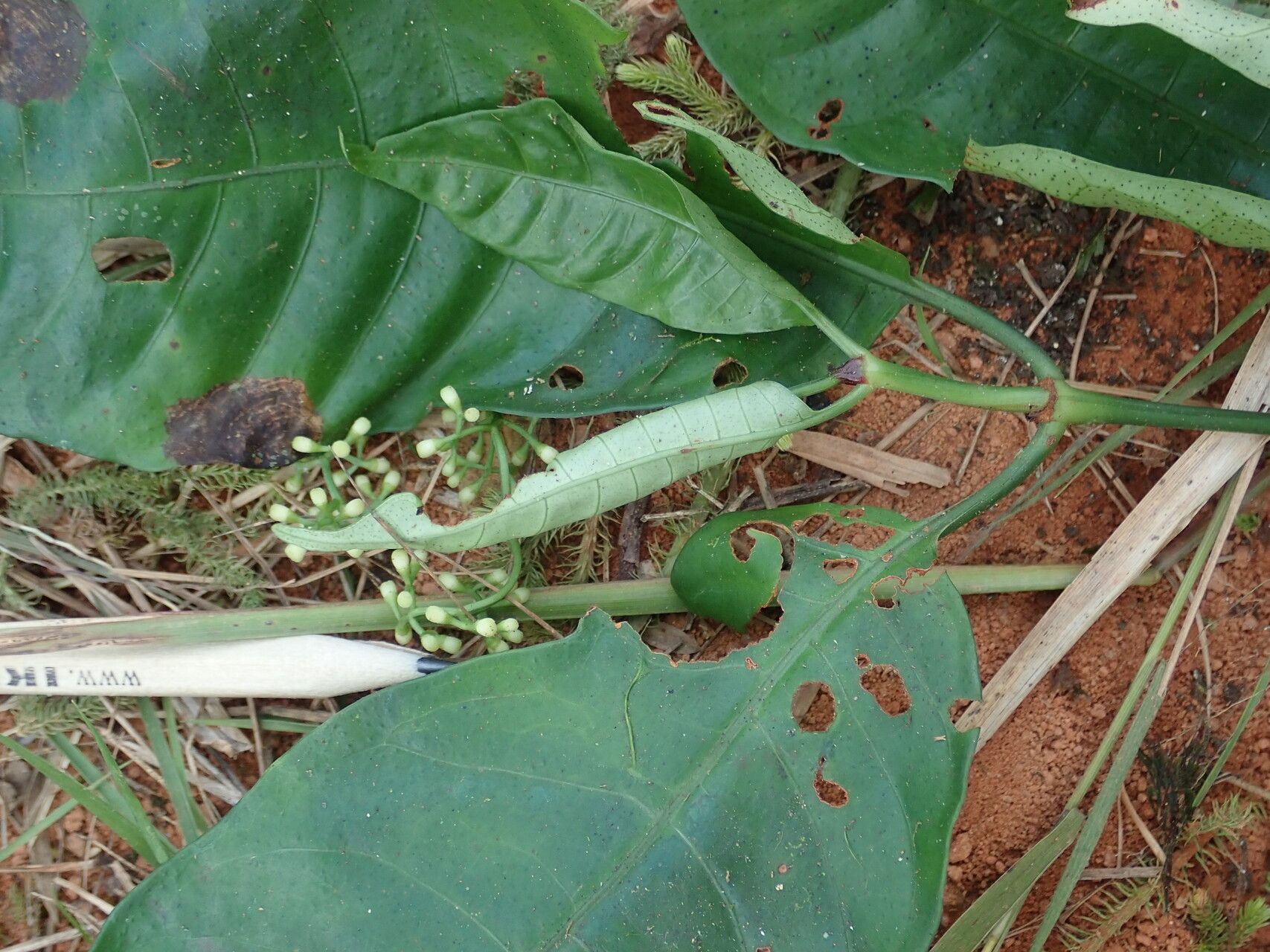 Psychotria solfiana flower
