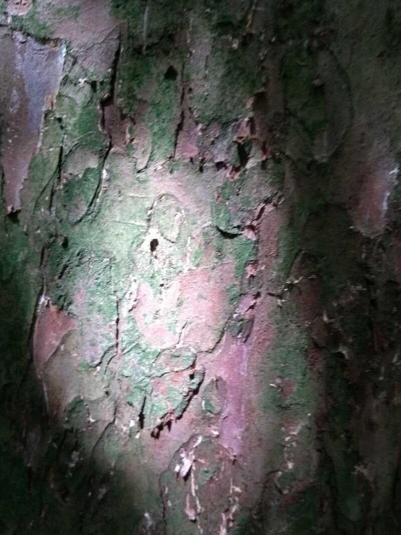 Saxegothaea conspicua bark