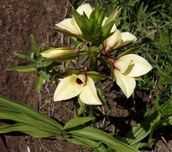 Eulophia welwitschii — houseplant care guide