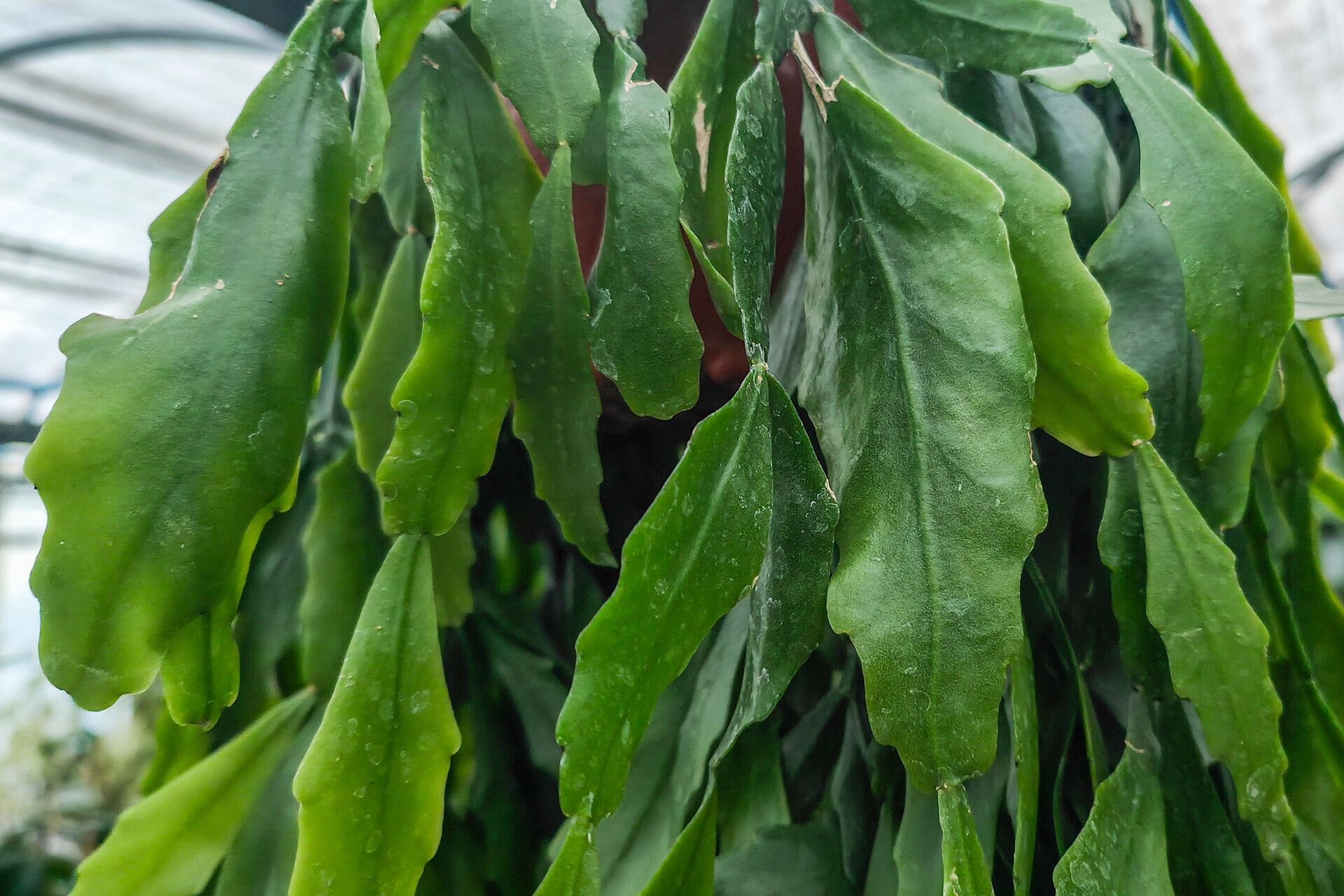 Rhipsalis occidentalis — search result for 'Rhipsalis'