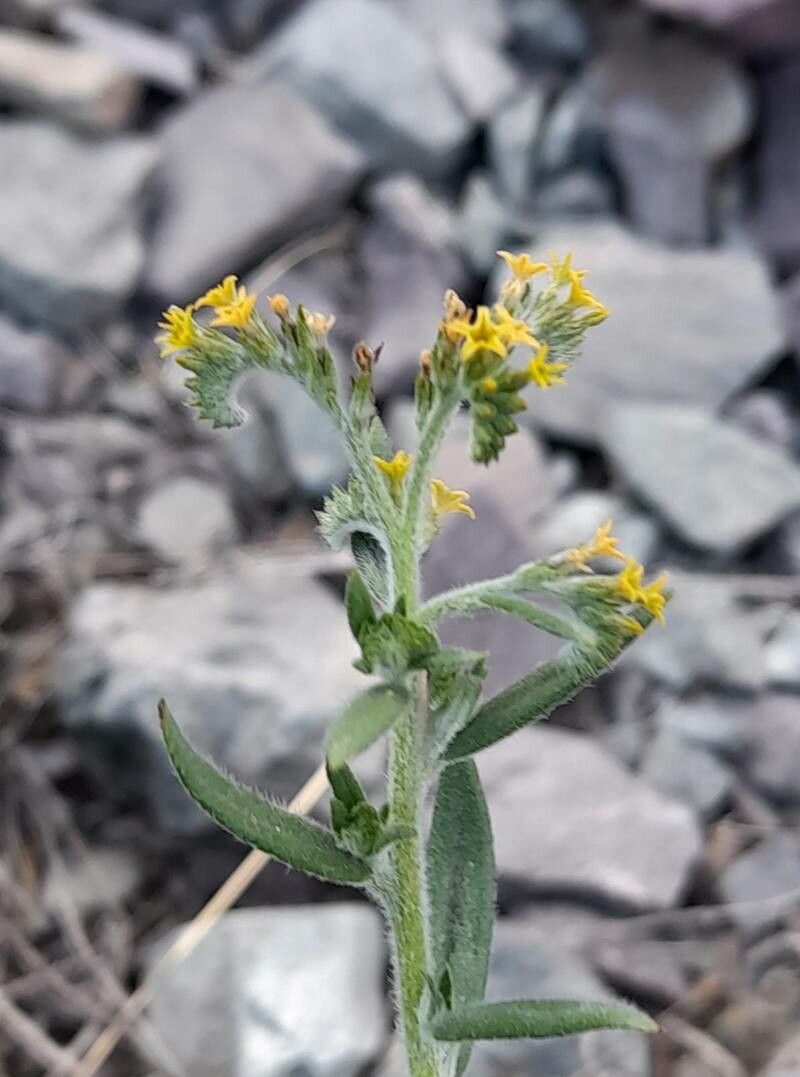 Euploca campestris flower