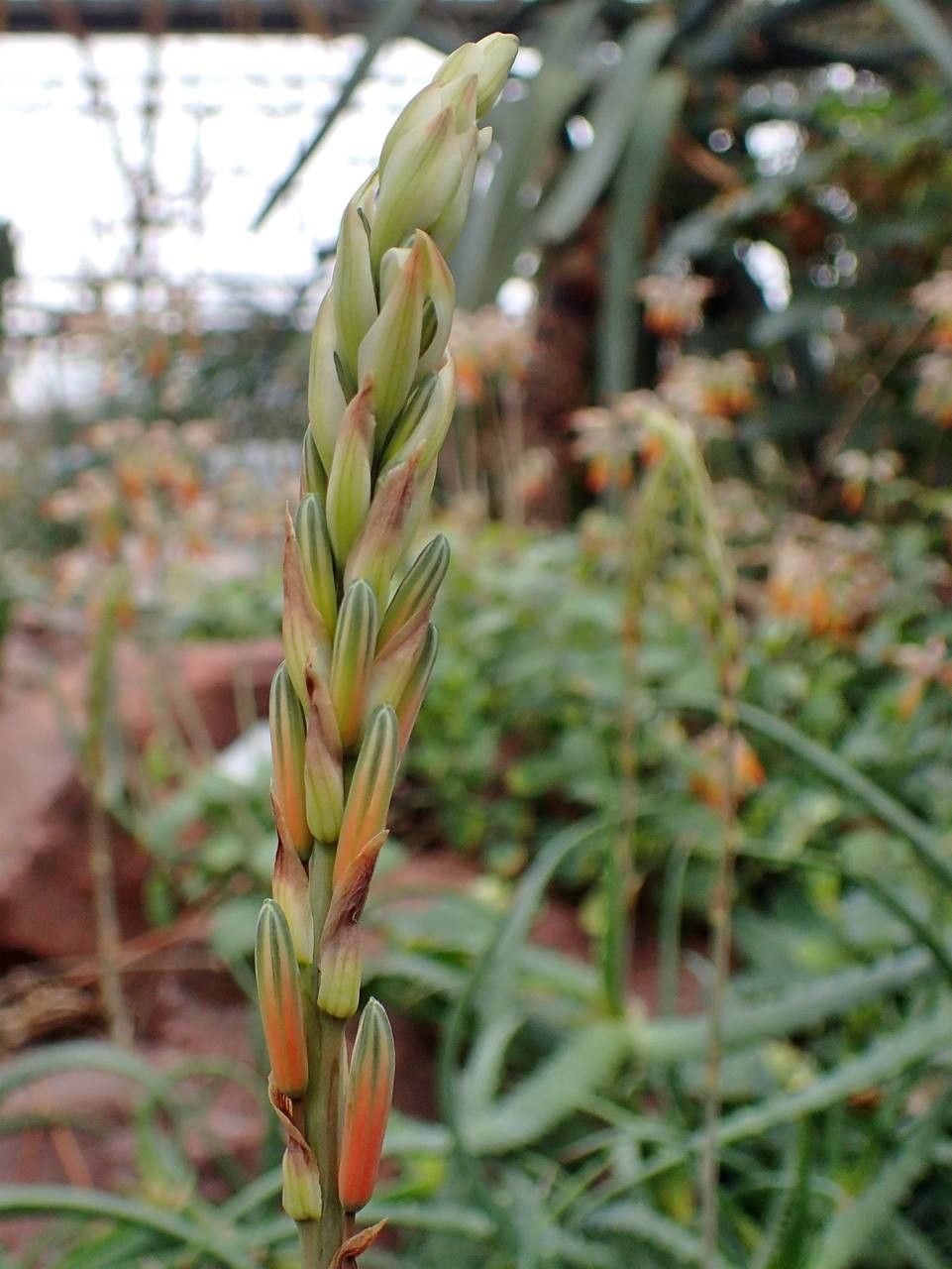 Aloe acutissima fruit
