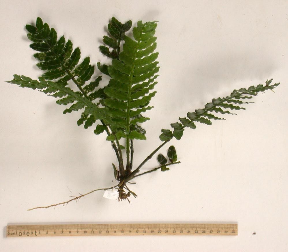 Danaea wendlandii other