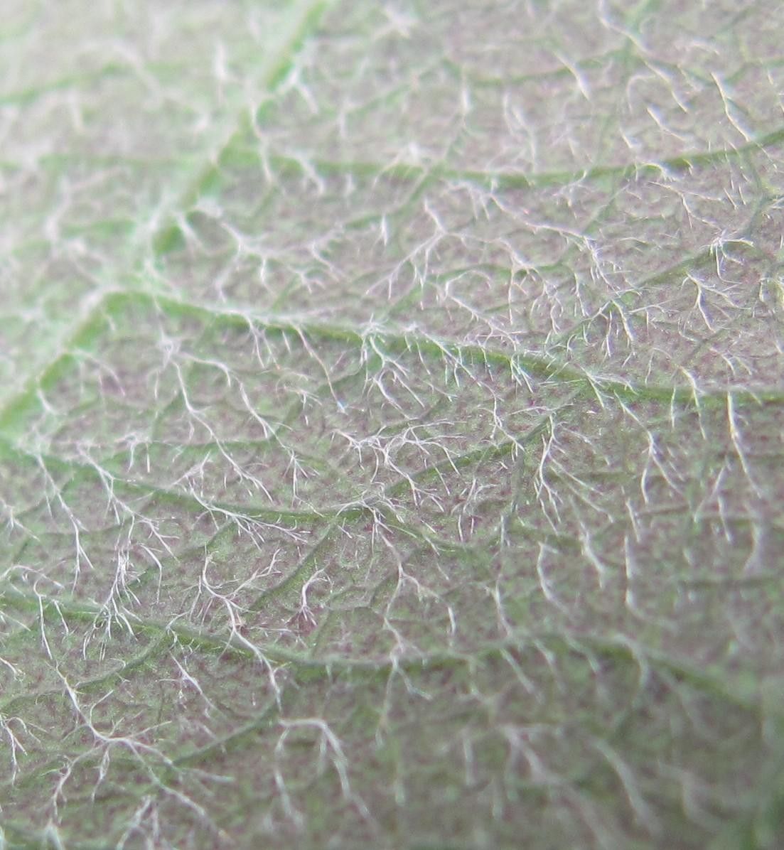 Passiflora dispar other