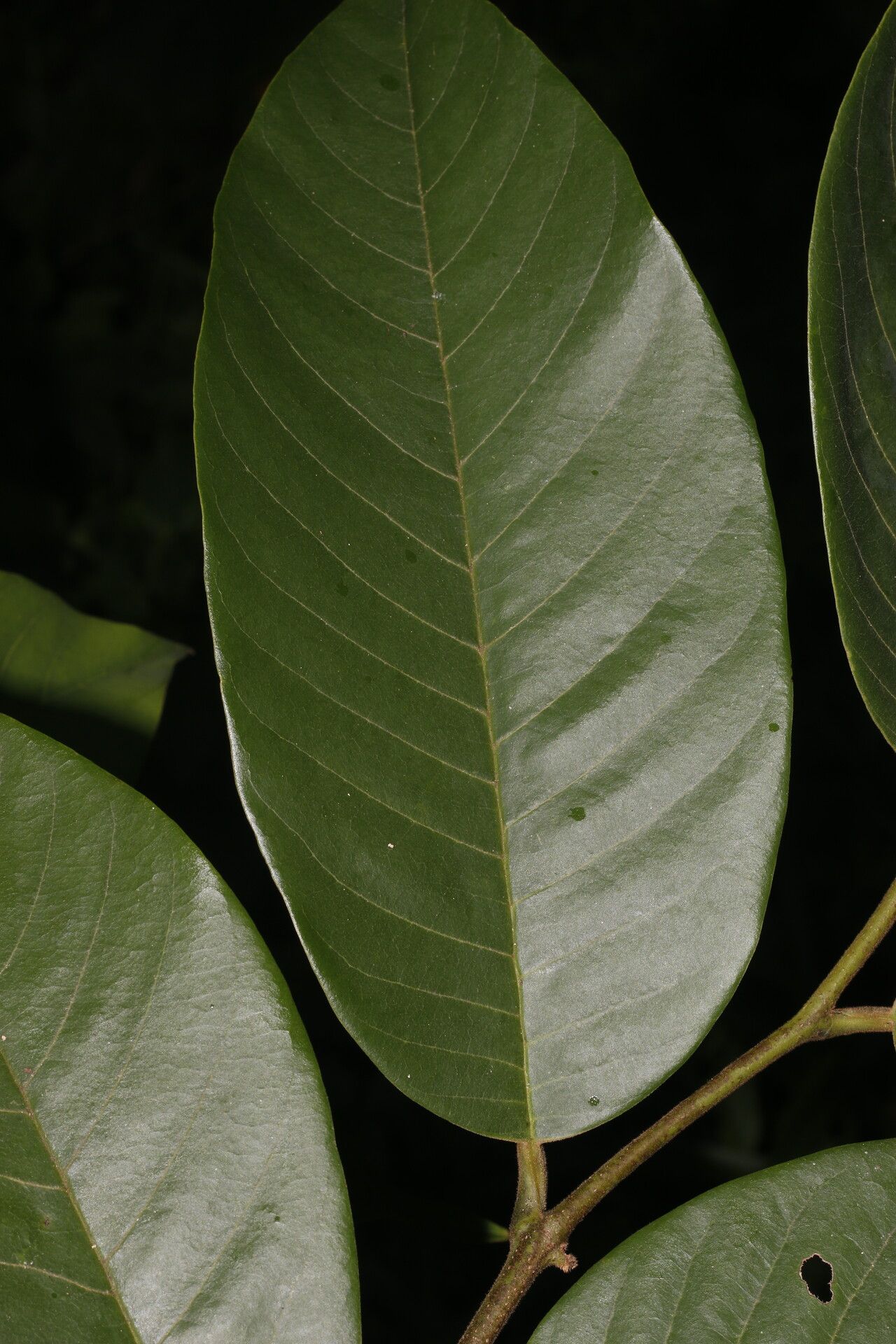 Annona rensoniana flower